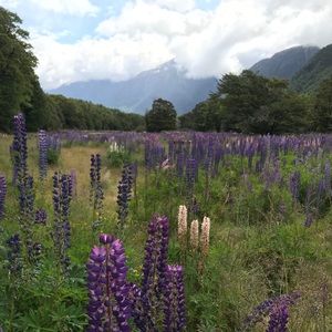 Meet your Posher, Susi